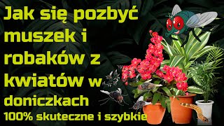 Jak szybko pozbyć się muszek ziemiórek i robaków z kwiatów doniczkowych [upl. by Adamek]