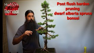 How to refine a dwarf alberta spruce bonsai [upl. by Thorne568]