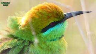 Green Bee Eater Singing  Green Bee Eater Call  Green Bee Eater Sound  Green Bee Eater Song [upl. by Libb]