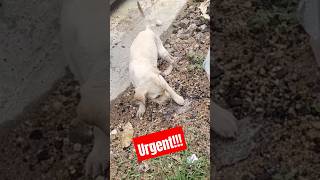 puppy in a critical condition thirumangalam maduraicome forward for adoptionshare max‼️‼️dog [upl. by Macilroy]