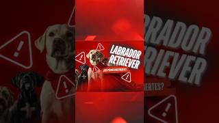 Características Físicas del Labrador Retriever¡Todo lo que Necesitas Saber [upl. by Annairb857]