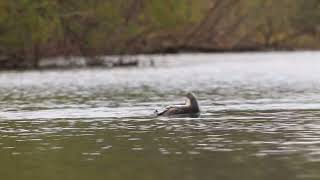 Red Throated Loon in a Lake [upl. by Ylrebma]