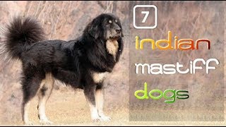 7 Mastiffs Dog of India [upl. by Gerrard]