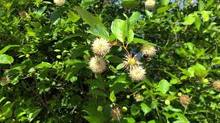 Cephalanthus occidentalis Buttonbush [upl. by Nosam667]