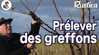 Prélever un greffon sur un arbre fruitier [upl. by Atinauj887]