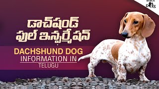 Dachshund dog in telugu  quotడాచ్‌షండ్” కంప్లీట్ ఇన్ఫర్మేషన్ [upl. by Debra245]