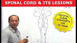 Spinal Cord Injury and its Lesions  Neuroanatomy [upl. by Syverson256]