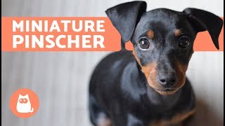 Miniature Pinscher – Characteristics Care and Training [upl. by Zadoc]