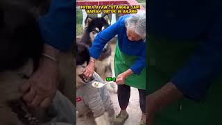 Cinta Nenek dan Dua Anjing Nakal di Desa shorts hewan kisahhewan anjing ceritahewan [upl. by Kavita498]