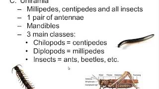 Phylum Arthropoda [upl. by Myers]