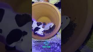 Clownfish Eggs 3 days old Clownfish බිත්තර දින 3 පැරණි [upl. by Troxell]