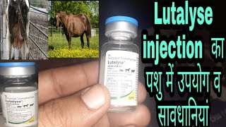 Lutalyse injection का पशुओं में क्या उपयोग है पशु को 72 घंटे में हिट में लाएऔर क्या सावधानी रखें [upl. by Woothen]