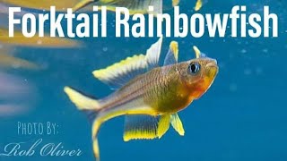 How to Breed the Forktail Rainbowfish Pseudomugil Furcatus [upl. by Dippold550]