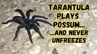 Tarantula plays possum and never unfreezes [upl. by Leugim703]