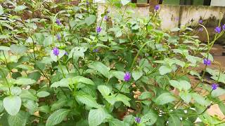 Purple colored  Indian Heliotrope or Scorpion Weed [upl. by Nylidam]