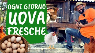 Allevare GALLINE come iniziare il pollaio 🐔 [upl. by Artemahs]