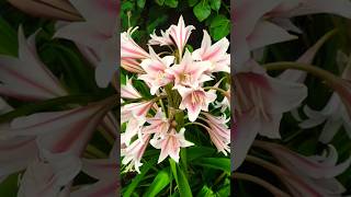 Crinum LatifoliumSudarshan benefits sudarshan gardening flowers viral [upl. by Arfihs]