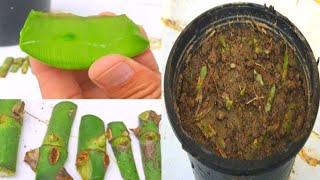 Most successful and easiest way to grow rose  grow rose easy and fast with aloe vera  rose [upl. by Cnut]