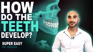 Embryology of the Teeth Easy to Understand [upl. by Eziechiele]