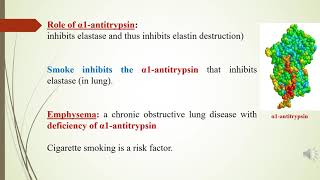 How does smoking affect the lung Effect on alpha1antitrypsin [upl. by Anirbak687]