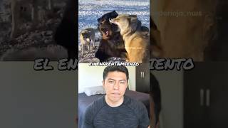 Mastín tibetano VS Manada de lobos 😈  shorts animals wildanimals [upl. by Roi]