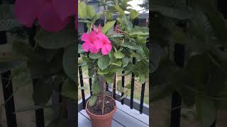 Mandevilla Tropical plant Low maintenance outdoor plant [upl. by Mattson]