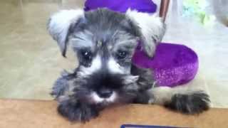 Miniature Schnauzer puppy barking [upl. by Tice]