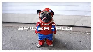 SPIDERPUG  Doug The Pug [upl. by Anyar]