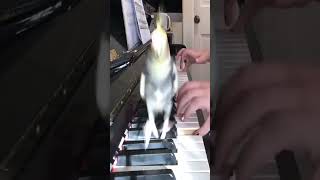 Parrot makes fun Piano [upl. by Atiuqrahs]