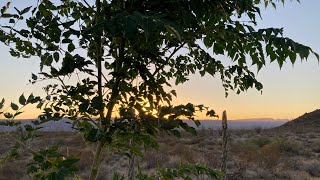 New trees and shrubs in the food forest [upl. by Karlene]