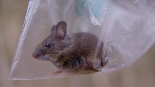 Een muis zag je nog nooit van zo dichtbij  Wild van Dieren  VTM [upl. by Sergias]