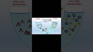 Short What is osmosis in biology Osmosis example [upl. by Avin137]