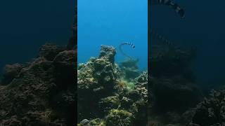 🐍 Serpentine Ballet Diving with Sea Snakes in the Waters of Panglao Philippines [upl. by Faludi]