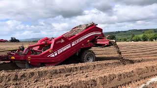 MF 6490 destoning for potatoes in Northern Ireland [upl. by Rozalie]