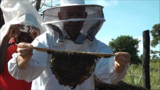 African Bees  Handling Apis Mellifera Scutellata without gloves or hand protection [upl. by Nnylasor]