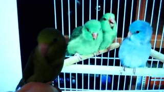 Parrotlet Chirping At Other Birds [upl. by Shandeigh]