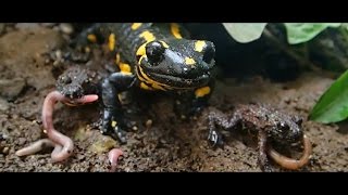 Fire Salamander and FireBellied Toad Feeding  Fütterung der Feuersalamander und Rotbauchunken [upl. by Atikcir]