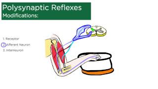 Polysynaptic Reflexes [upl. by Attennyl]