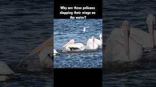 Pelicans have some strange behaviours Why birds animals shorts [upl. by Nerol]