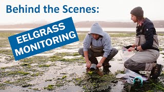 BehindtheScenes Eelgrass Monitoring [upl. by Sitrik]