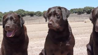 LABRADORES DE LA SALMANTINA  CACHORROS DE LABRADOR CHOCOLATE  NUESTROS EJEMPLARES [upl. by Oswell34]