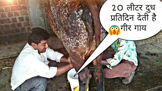 Gir cows give milk 20 litres in a day by gir cows [upl. by Anele]