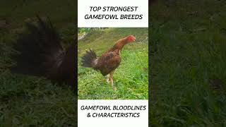 Top Gamefowl of the year 2024 short gamefowl rooster [upl. by Neall]