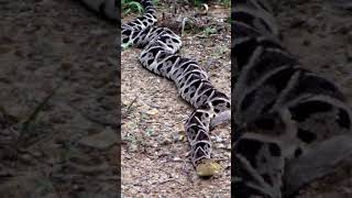 La serpiente más peligrosa de México animales naturaleza serpientes víbora veneno viral [upl. by Enywad]