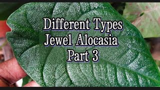 Different Types of Jewel Alocasia  Nursery Part 3 Melo  Ninja  Pink Dragon [upl. by Aloke]