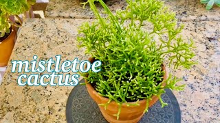 Propagate Rhipsalis Mistletoe Cactus [upl. by Goodhen]