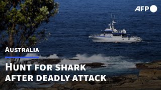 Hunt on for great white shark that killed Sydney swimmer  AFP [upl. by Akkinahs]