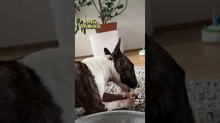 ERNESTO Lekkerlie dog puppy derhund pets hund minibulli funny shorts [upl. by Mcgannon356]