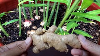 How To Grow Ginger Plant Indoors in Pot  Gardening Tips [upl. by Piderit]