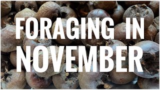 Foraging in November  UK Wildcrafts Foraging Calendar [upl. by Eidnac872]